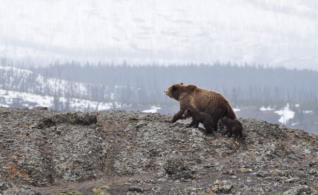 Female Bear With Cubs